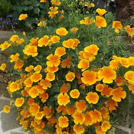 Дом отдыха Vistas Al Teide Con Jacuzzi, Wifi Y Tv Satelite *